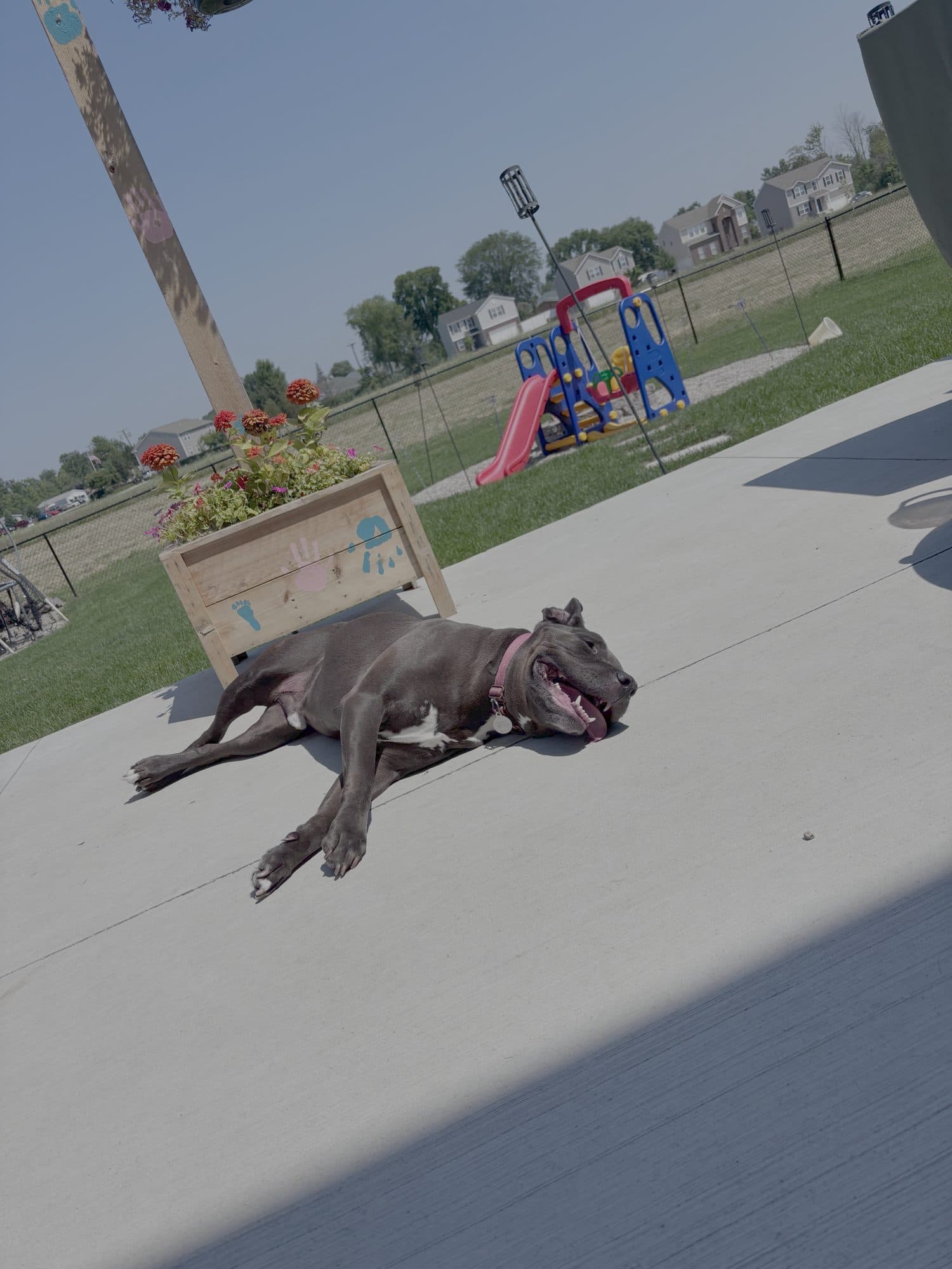A happy dog relaxing outside during a visit