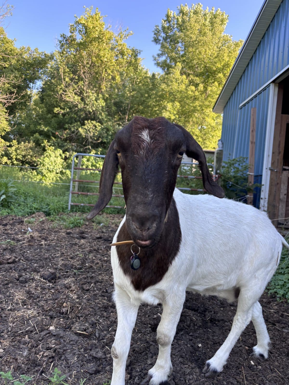 Photo from a recent Anna's Homestead visit