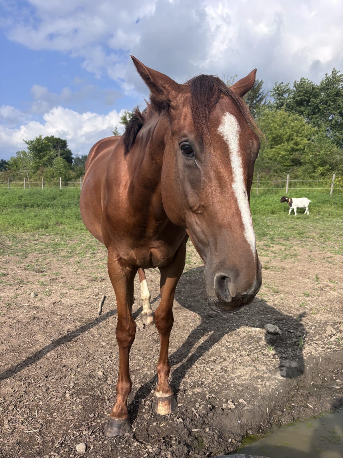 Horse in the pasture