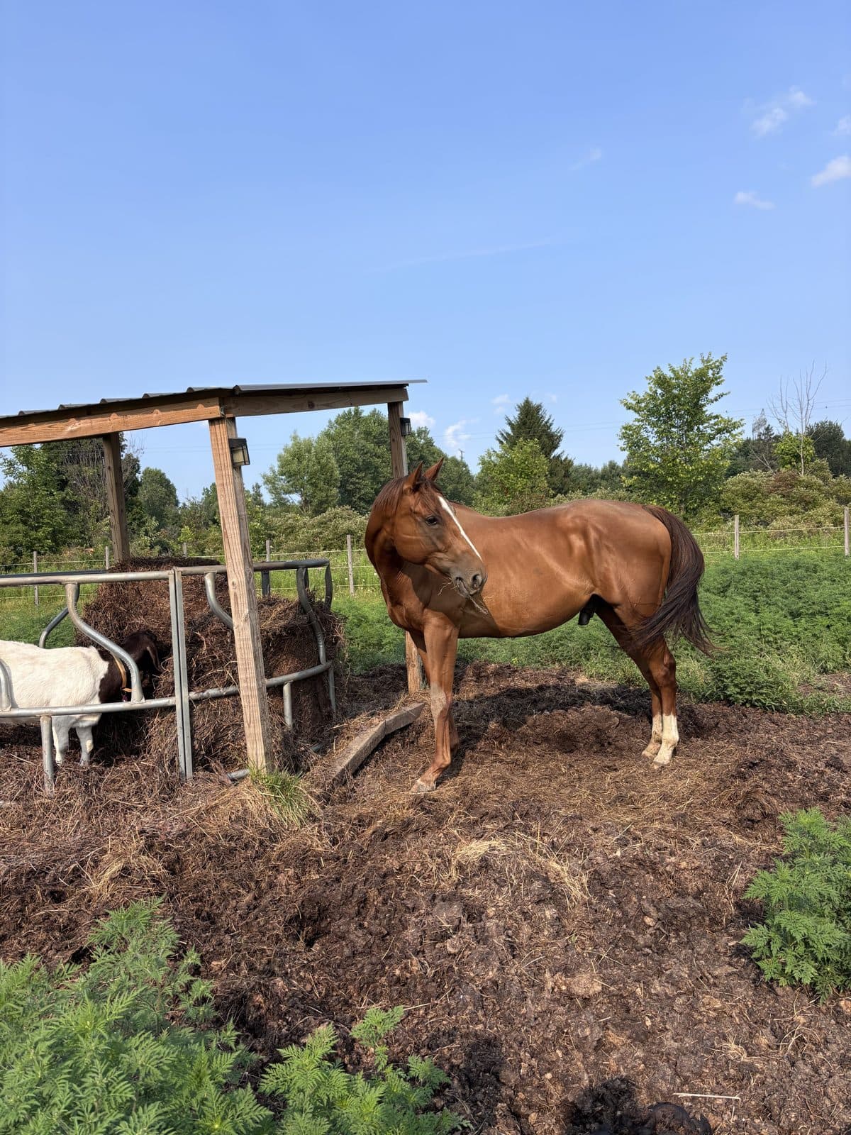 Horse near the hay feeder