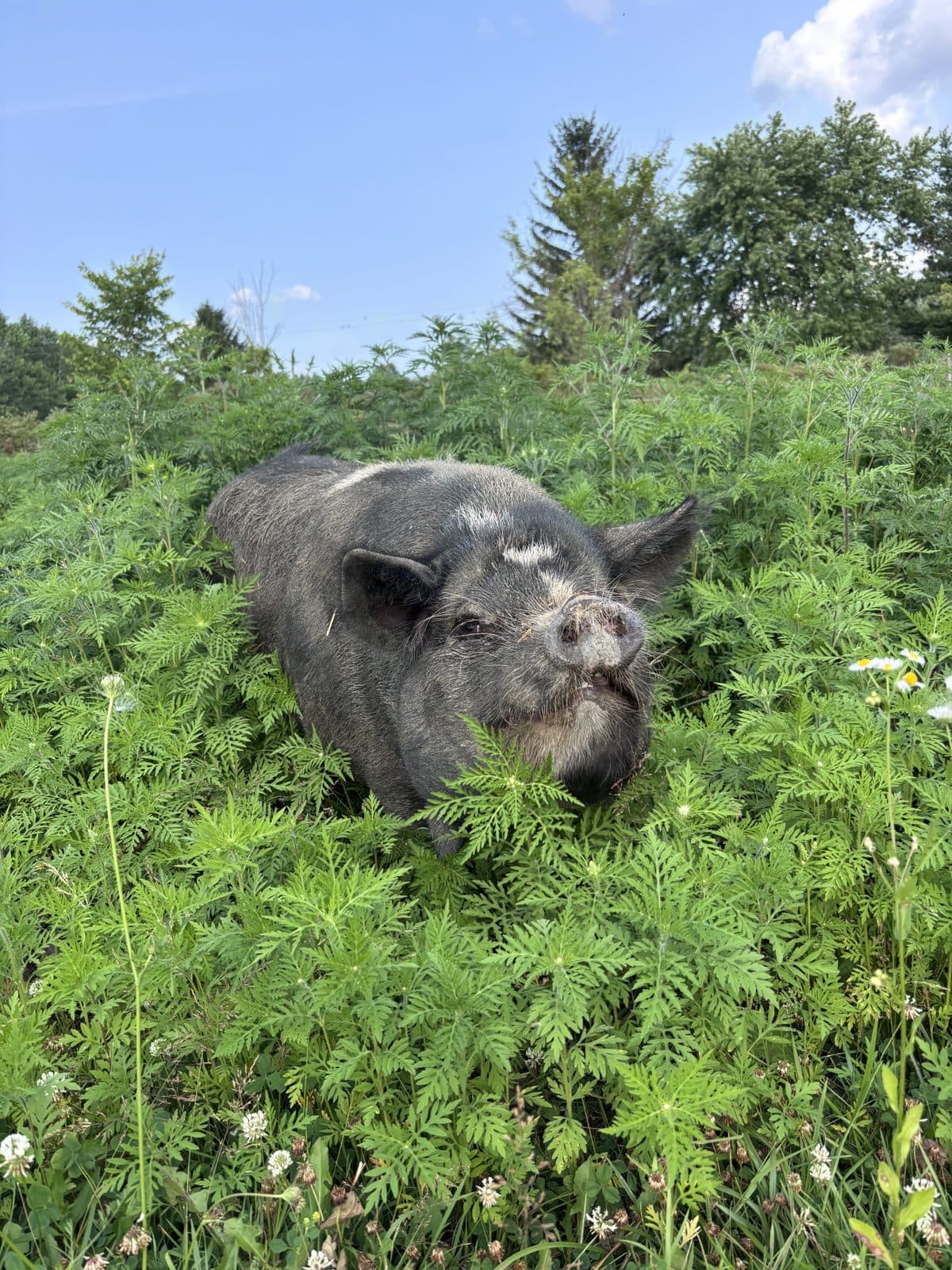 Pig in the pasture