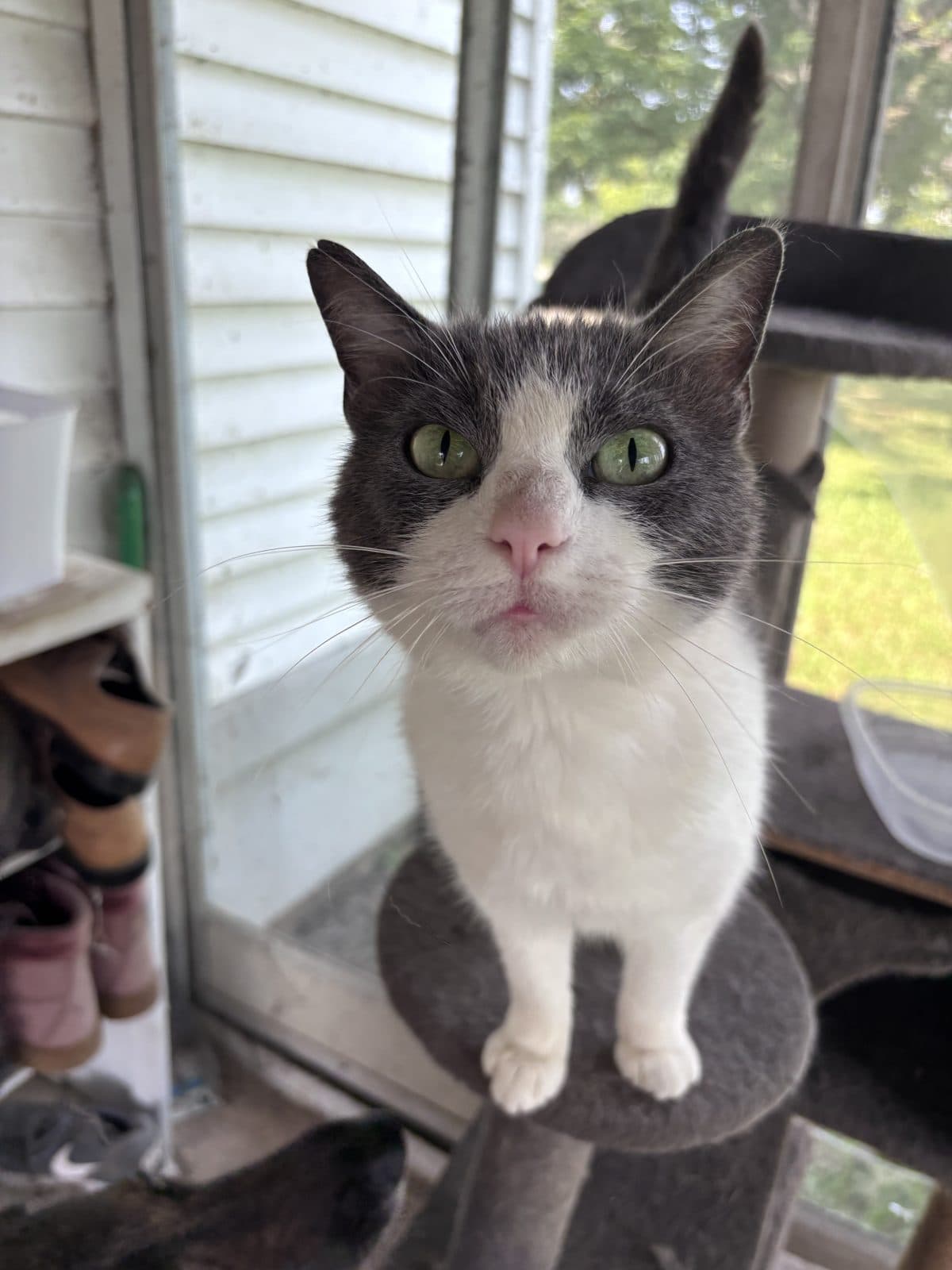 Cat on a cat tree
