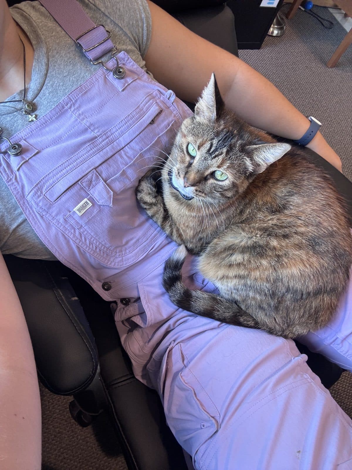 Cat relaxing on a lap