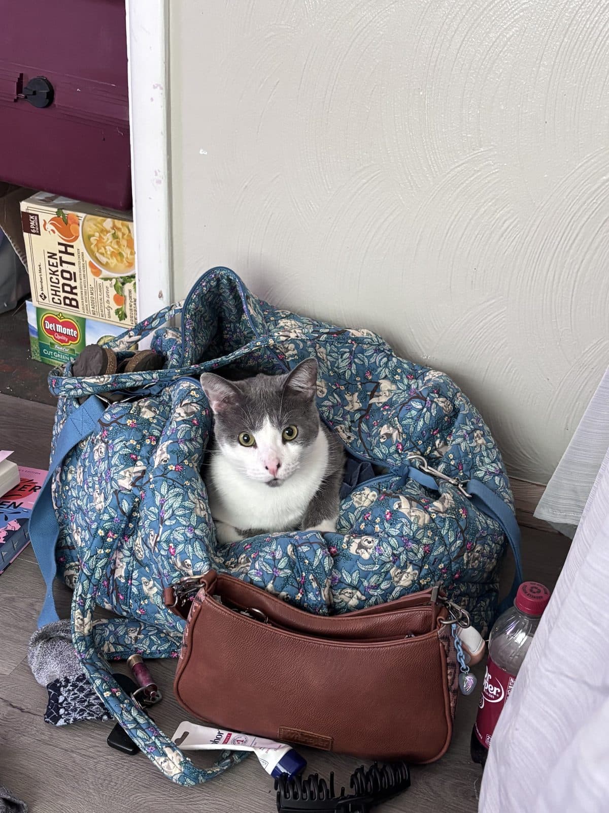 Cat curled up in a bag
