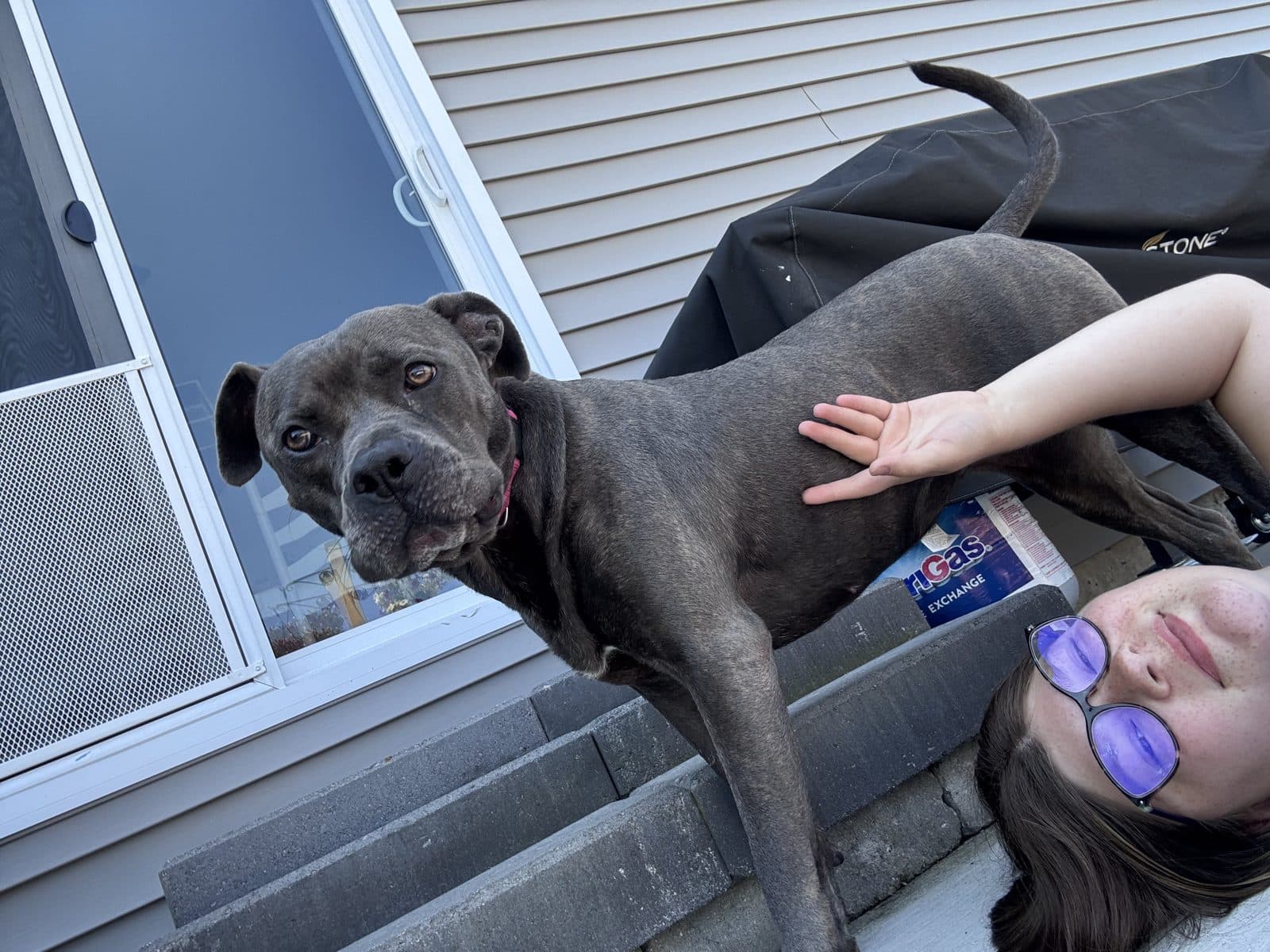 Dog on the back deck