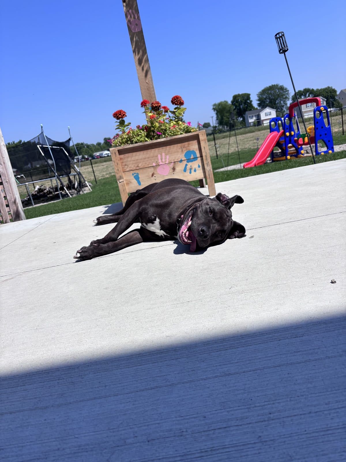Dog relaxing on the patio