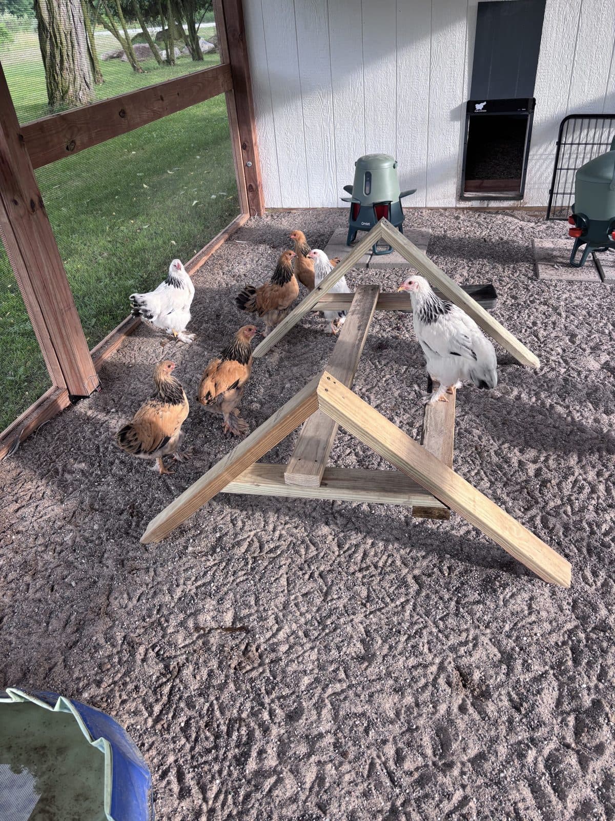 Chickens in the coop