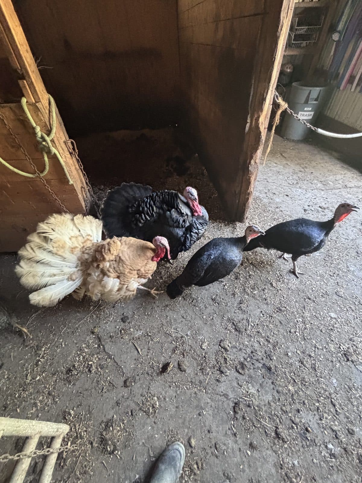 Chickens and turkeys near the barn