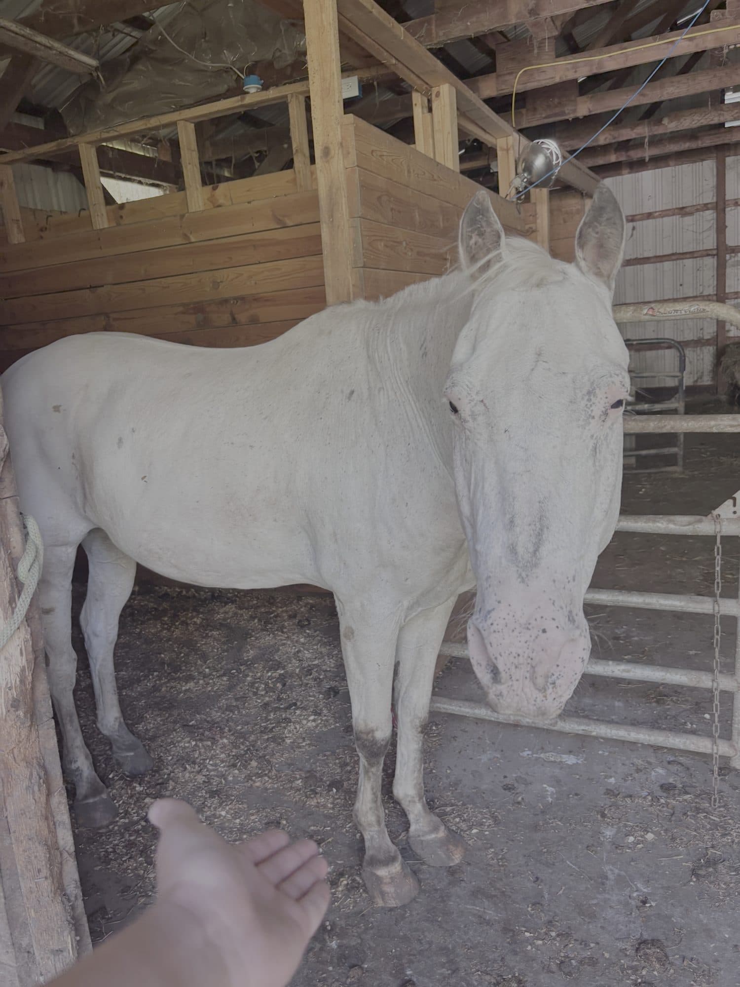 A horse in the barn during a farm care visit